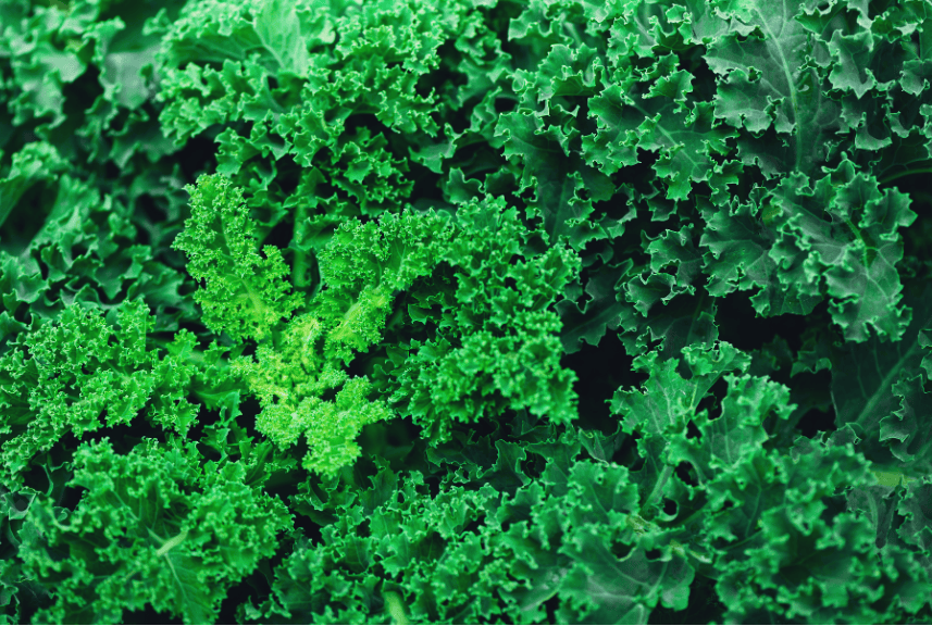 Superfood Power Boost: Kale Yeah, It’s Monday!