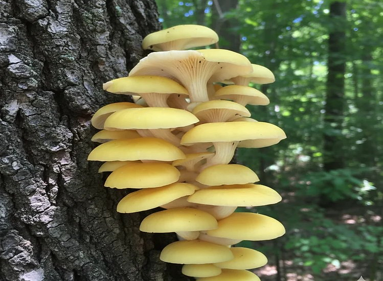 What’s the Big Deal with Yellow Oyster Mushrooms and Ergothioneine?