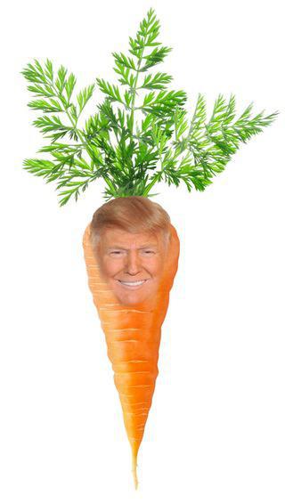 Carrots, organic table (to sell)