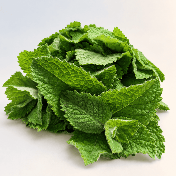 Fresh Mint, Local Ferris Ridge