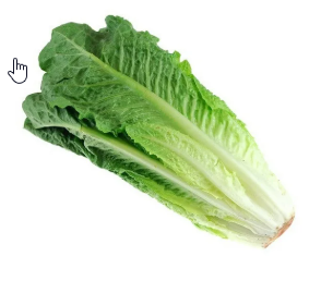Romaine, Alberts