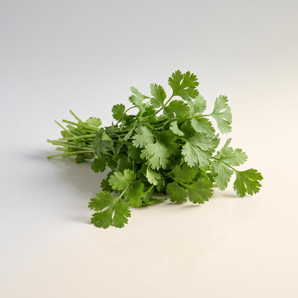 Cilantro