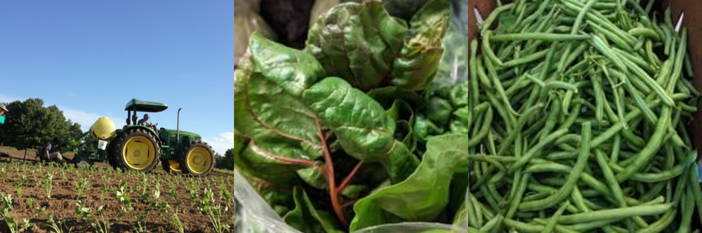 Farmer Highlight: Kent Family Growers