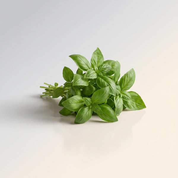Lentil Snaps Tmo Basil